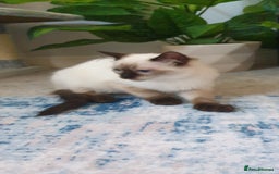 Ragdoll cats for sale: 💖Beautiful GCCF Registered Ragdoll Kittens. - Image 4