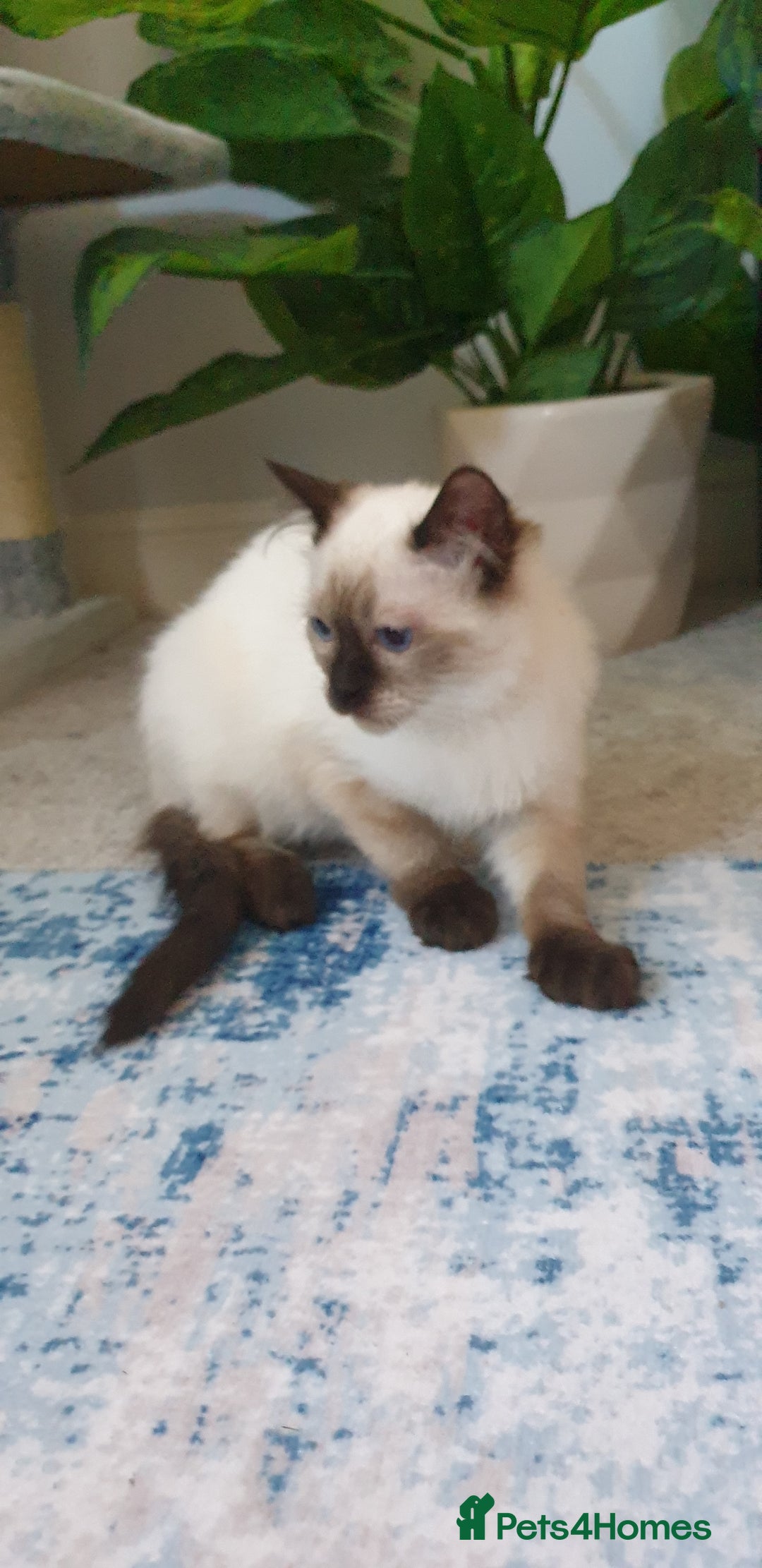 Ragdoll cats for sale: 💖Beautiful GCCF Registered Ragdoll Kittens. - Image 4