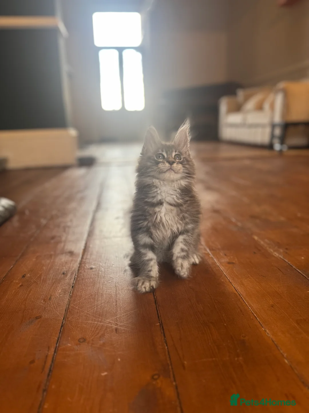 Maine Coon cats for sale: 2 Maine coon TICA reg females✨ - Advert 5
