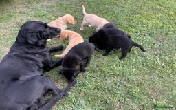 Labrador Retriever dogs for sale: Top class working Labrador pups - Image 1