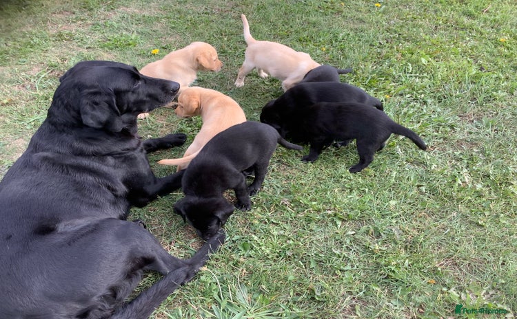 Labrador Retriever dogs - Advert 10