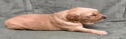 Golden Retriever dogs for sale: Golden retriever puppies ❤️ - Advert 11