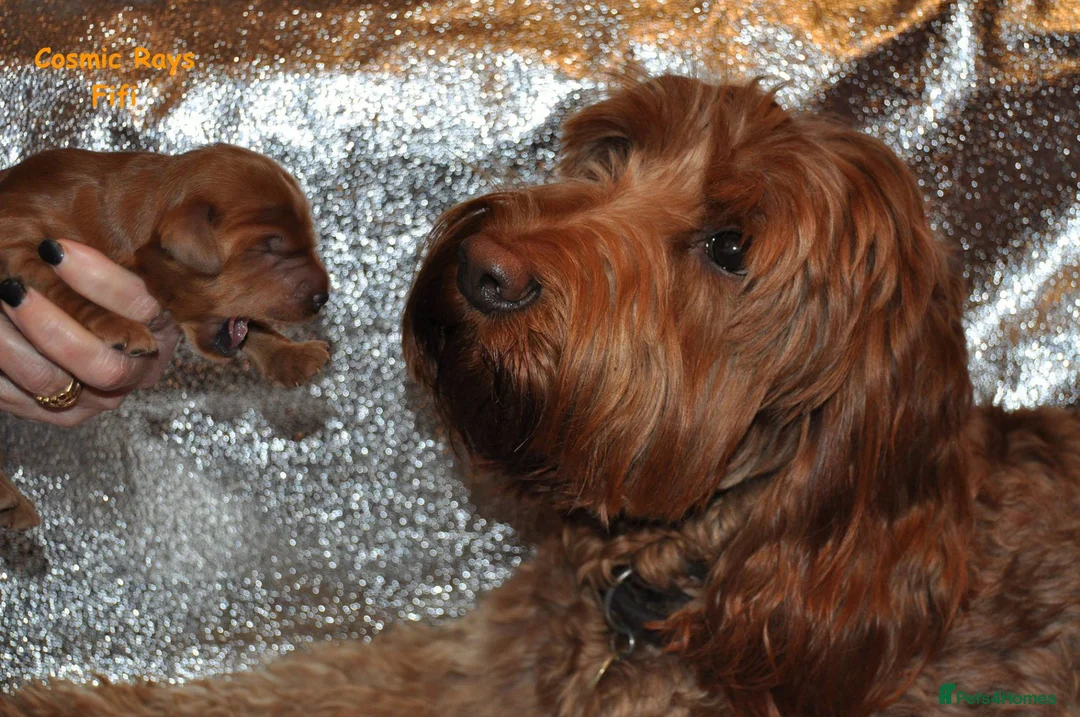 Australian Labradoodle dogs for sale: Genuine Australian Labradoodle Waiting List - Advert 1