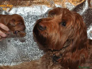 Australian Labradoodle dogs Genuine Australian Labradoodle Waiting List - Advert 4