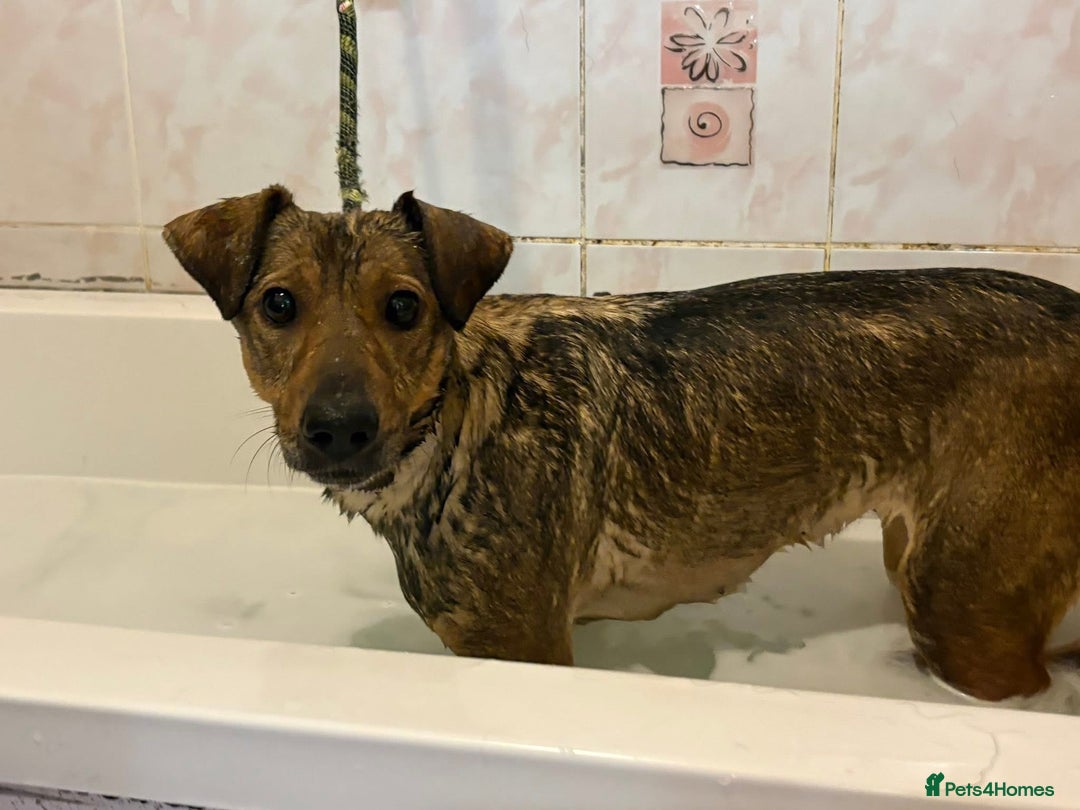 Mixed Breed dogs for adoption: Flora - Norwich Norfolk  - Advert 7