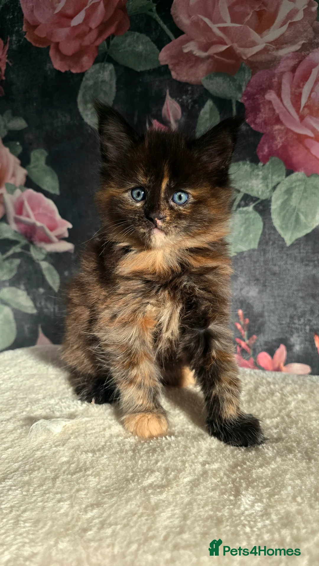 Maine Coon cats for sale: Stunning Maine coons  - Advert 18
