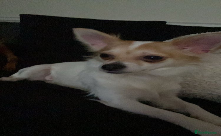 Chihuahua dogs - Advert 1