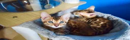 Bengal cats for sale: Beautiful Bengal kittens - Advert 2