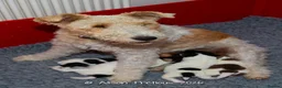 Fox Terrier dogs for sale: Wire haired fox terrier pups based in Kent in Gravesend - Advert 16