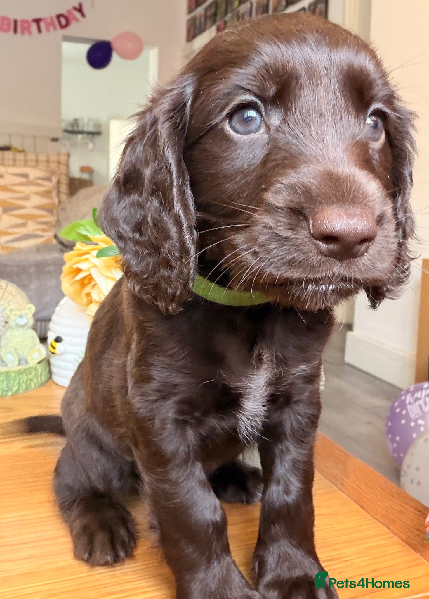 Cockapoo dogs F1B Cockapoo puppies**** 2 males left****   - Advert 2