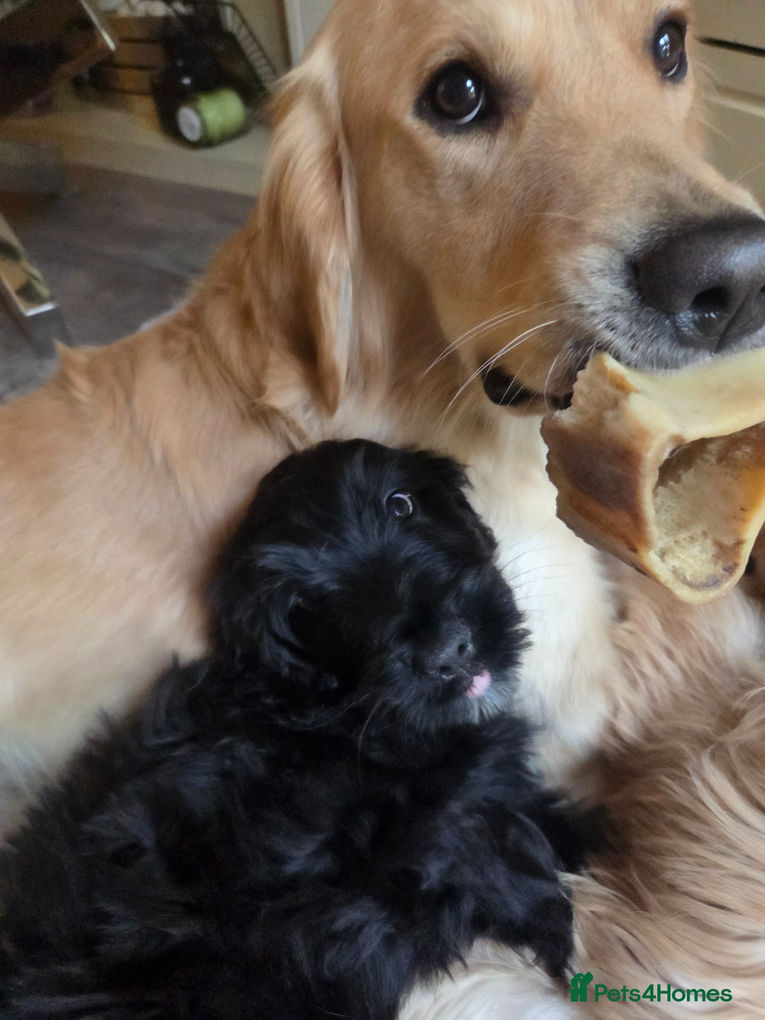 Mixed Breed dogs Golden Retriever X Cockapoo puppy - Advert 15