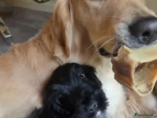 Mixed Breed dogs Golden Retriever X Cockapoo puppy - Advert 15