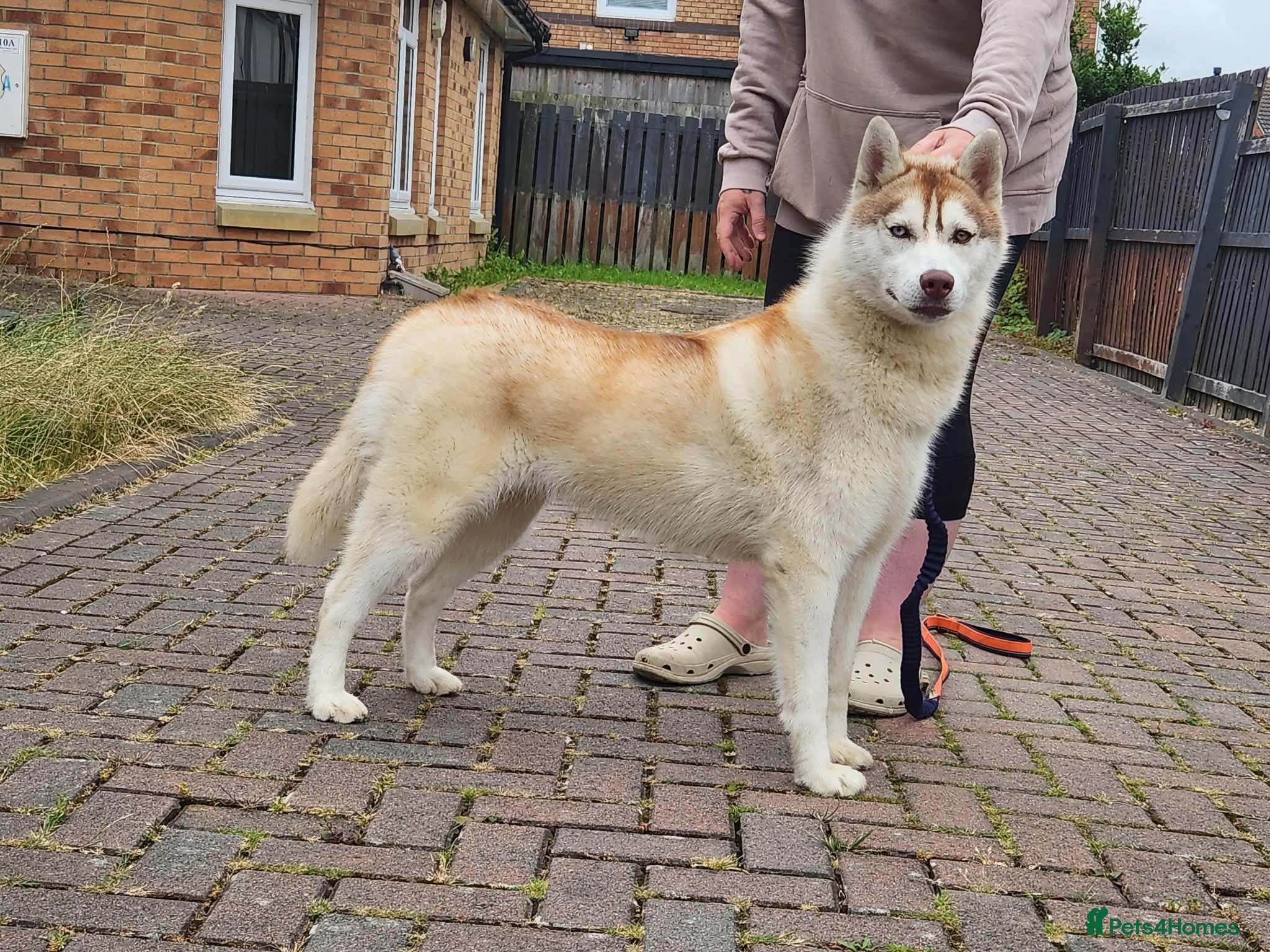 Siberian Husky dogs Beautiful KC registered Liberia husky  - Advert 4