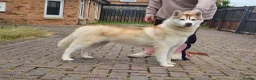 Siberian Husky dogs for sale: Beautiful KC registered Siberian husky  - Advert 1