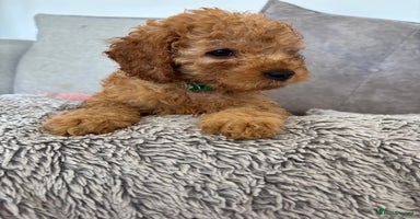 Cavapoo dogs - Advert 2