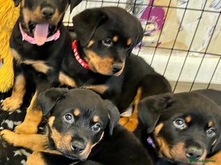 Rottweiler dogs 8 Beautiful, chunky Rottweiler pups - Advert 4