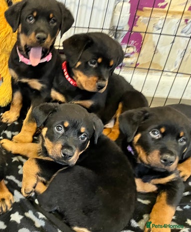 Rottweiler dogs 8 Beautiful, chunky Rottweiler pups - Advert 4