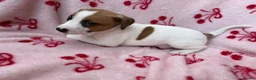 Jack Russell dogs for sale: 2 jack Russell puppies - Advert 17