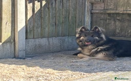 German Shepherd dogs for stud: Blue kc gsd stud  in Oldham - Image 6