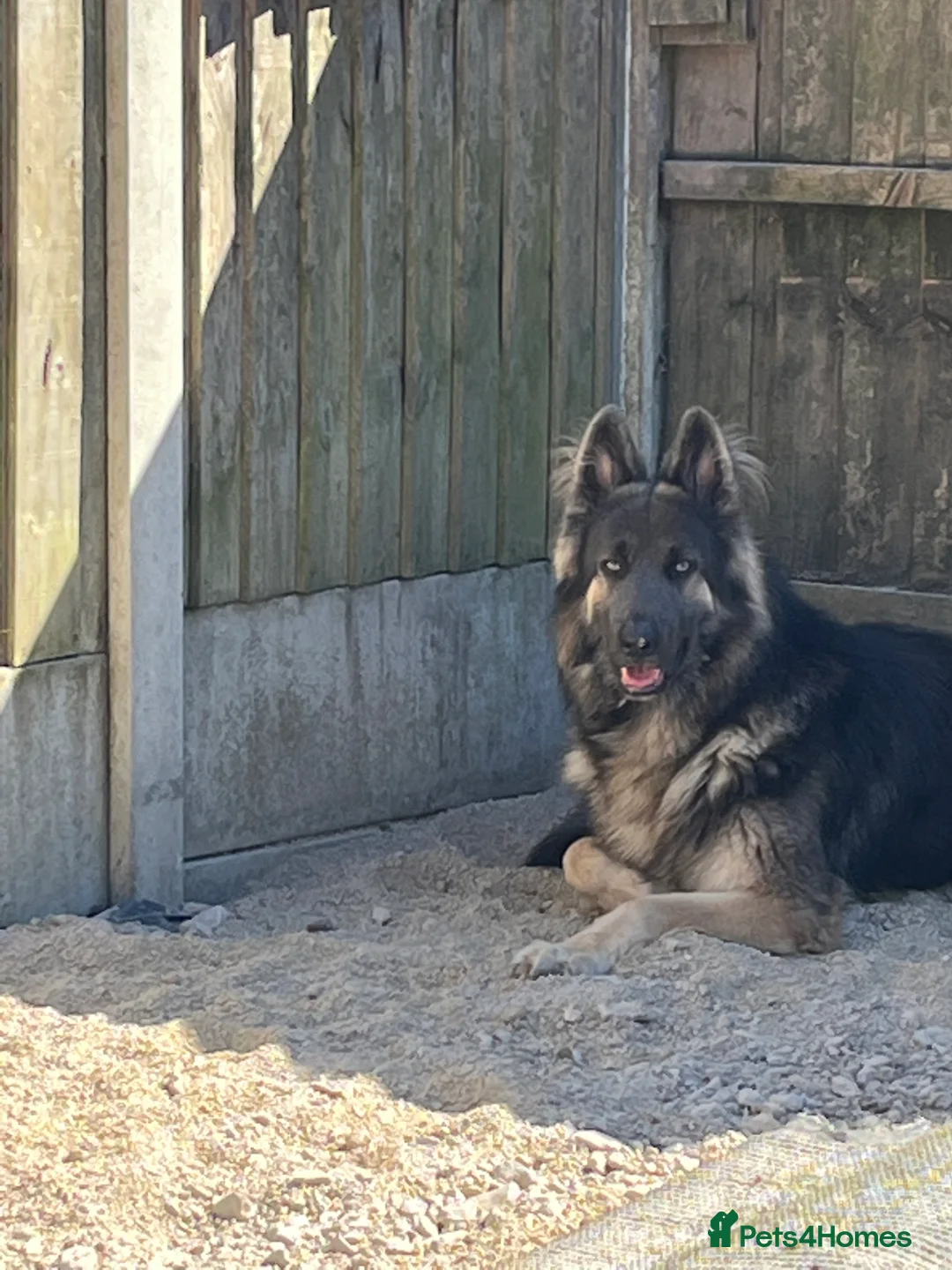 German Shepherd dogs for stud: Blue kc gsd stud  in Oldham - Advert 6