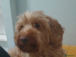 Cavapoo dogs 🥰1year 7months old cavapoo female 🥰 - Advert 13