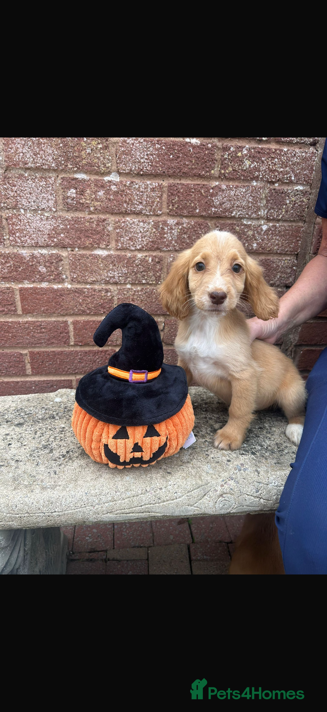 Cocker Spaniel dogs for sale: Worker Cocker spaniel puppys - Image 1