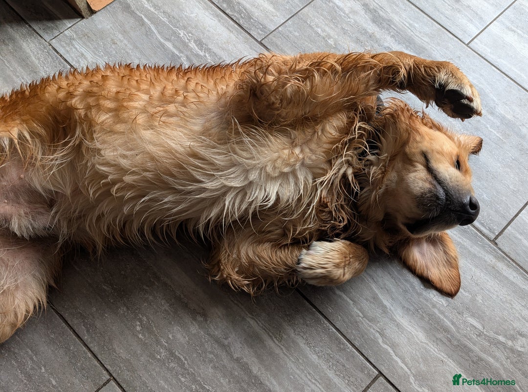 Golden Retriever dogs for stud: KC health and hip check golden retriever  - Image 11