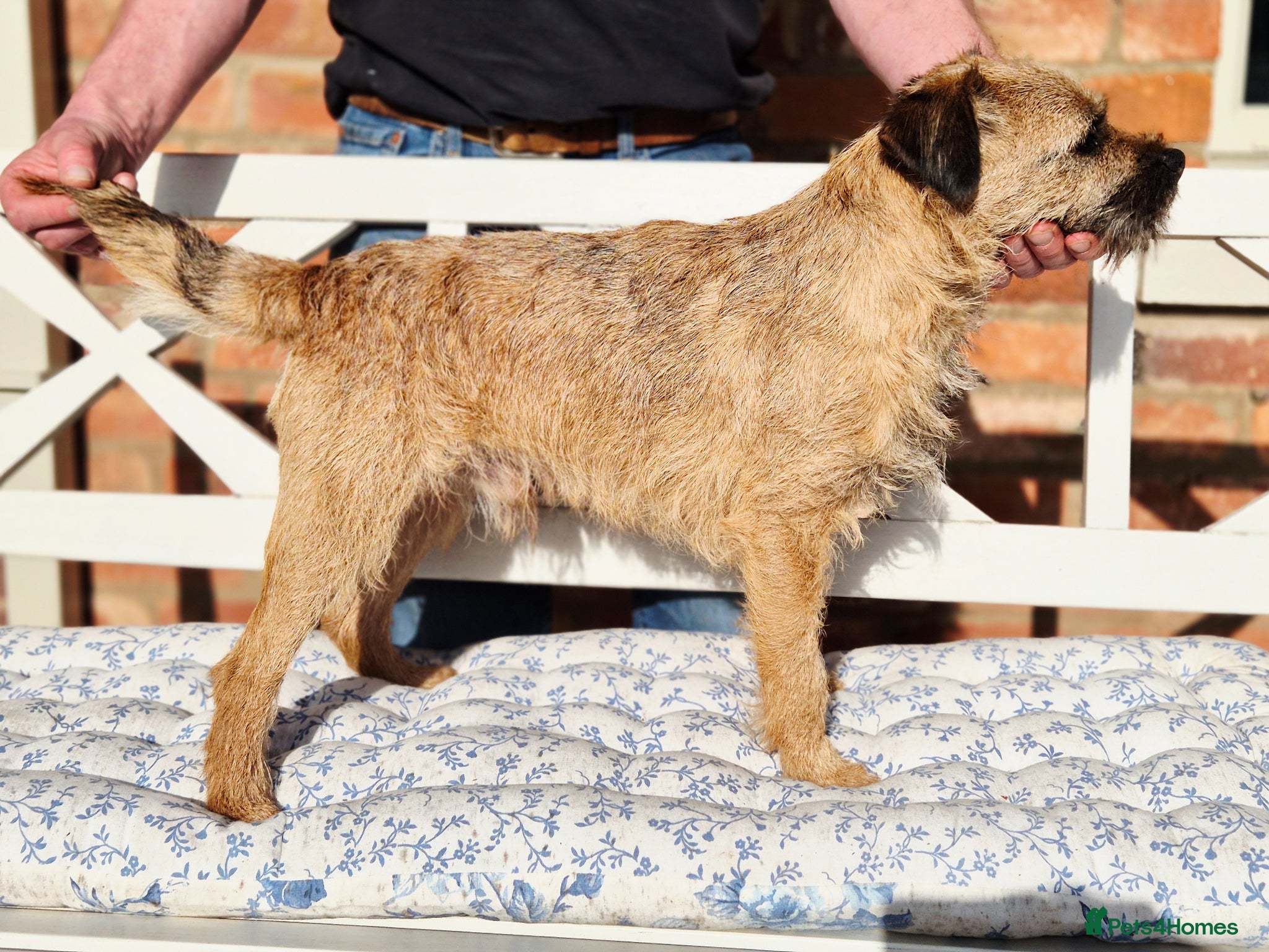 Border Terrier dogs KC reg Slem clear Border Terrier stud dog - Advert 1