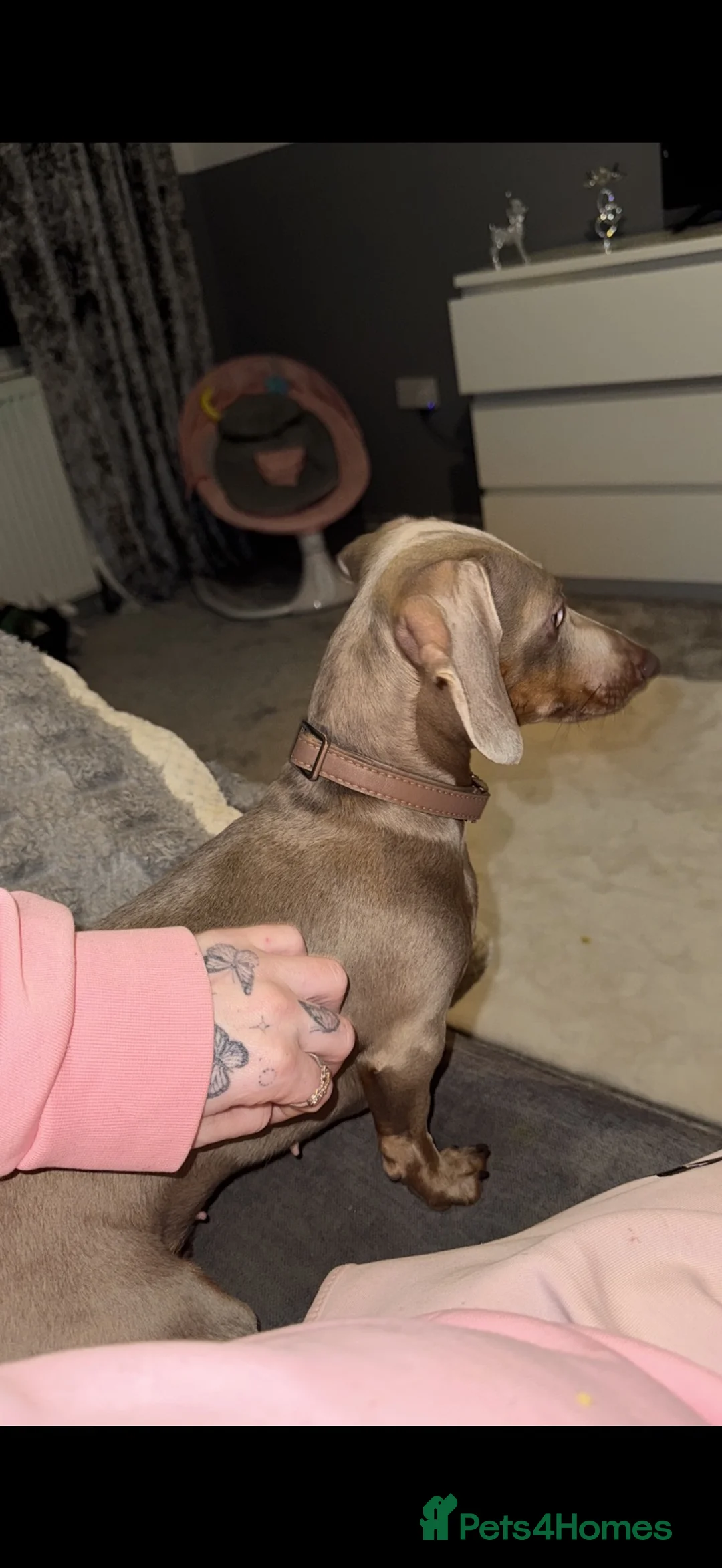 Miniature Dachshund dogs for sale: Miniature dachshund puppies in Largs - Advert 2
