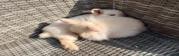 Mini Lion Lop rabbits for sale: Stunning Mini LionLops for Sale  - Advert 18
