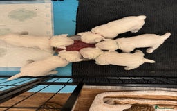 West Highland Terrier dogs for sale: !!CHAMPION LINES!! West highland terriers  - Image 3