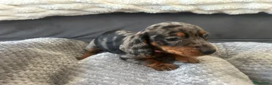 Dottie
