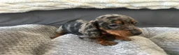 Miniature Dachshund dogs for sale: Miniature Daschund Pups for loving homes - Advert 19