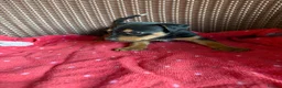 Jack Russell dogs for sale: Jack Russell puppies  - Advert 13