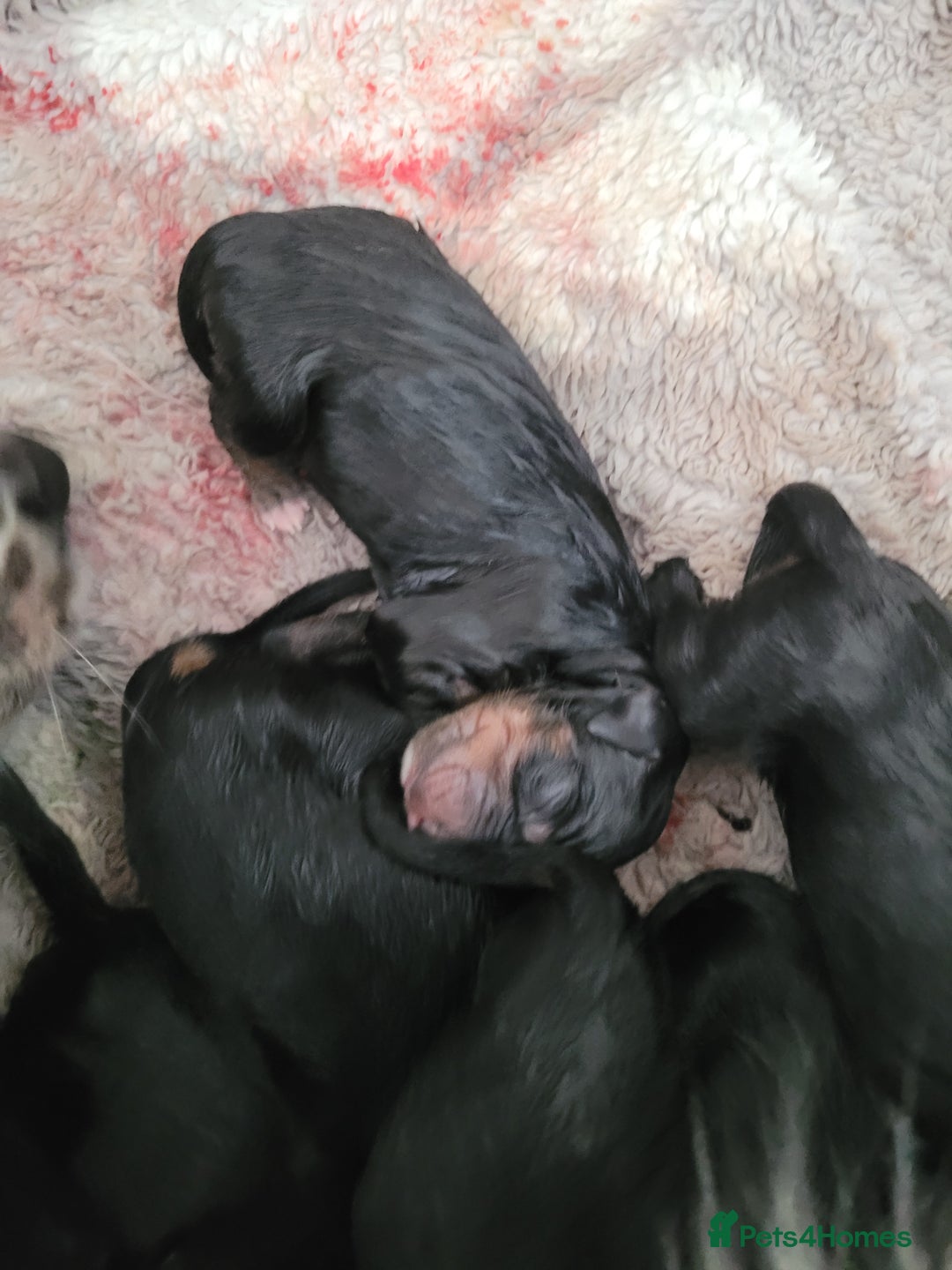 Mixed Breed dogs for sale: Border collie x irish petter puppies - Image 5