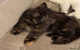 British Longhair cats for sale: Female 1 year old cat  - Image 1