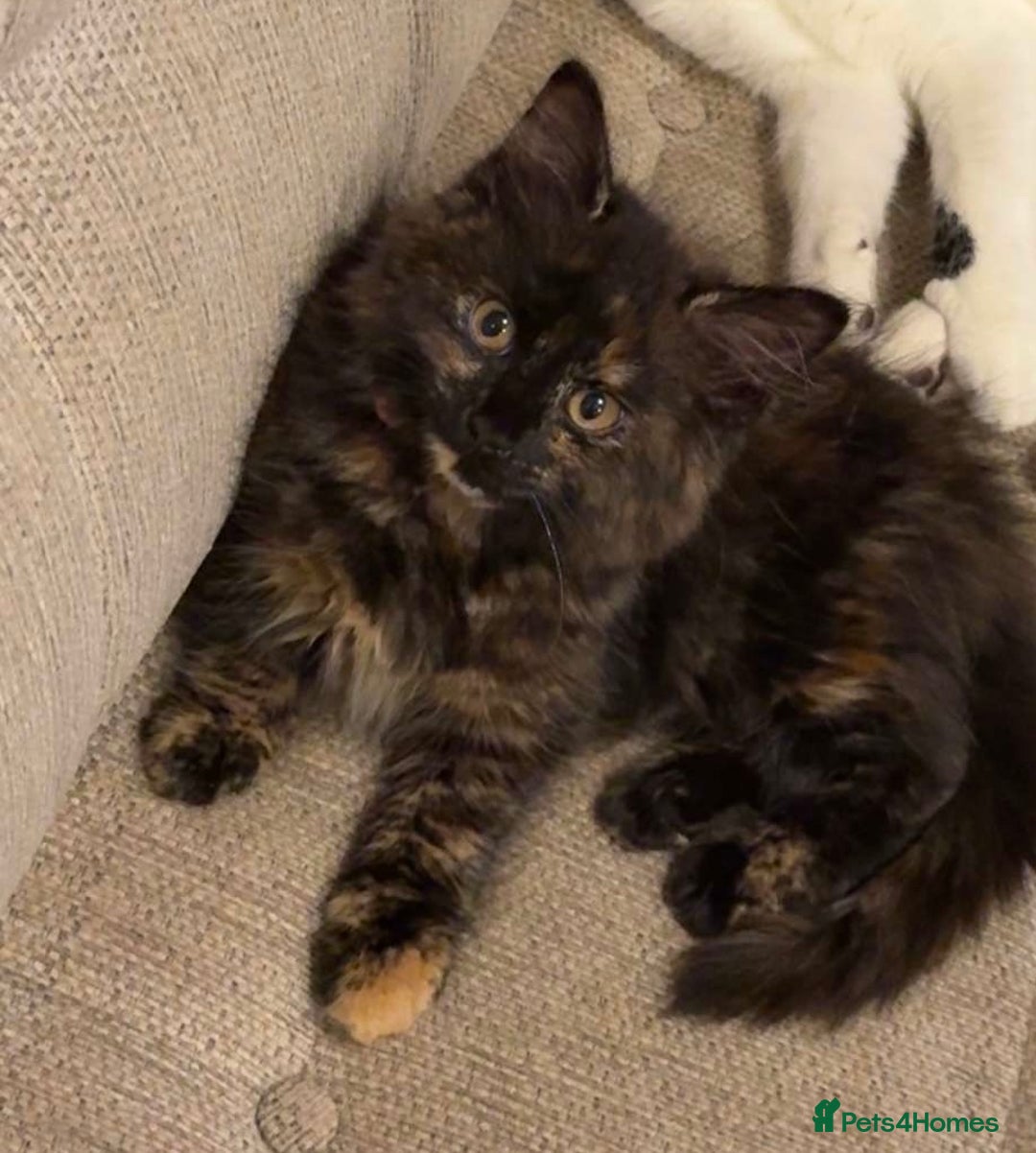 British Longhair cats for sale: Female 1 year old cat  - Image 1