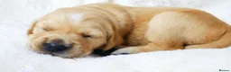 Golden Retriever dogs for sale: KC Golden Retriever from Health Tested Parents - Advert 9
