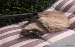 Ragdoll cats for stud: Beautiful MINK seal chocolate stud  - Image 11
