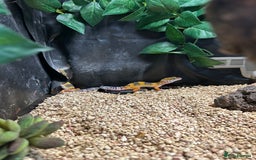 Leopard Gecko reptiles for sale: 2 x baby leopard geckos - Image 3