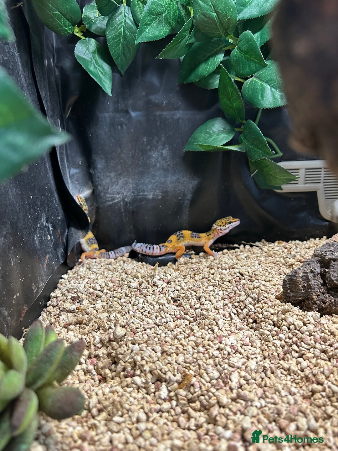 Leopard Gecko reptiles for sale: 2 x baby leopard geckos - Image 3