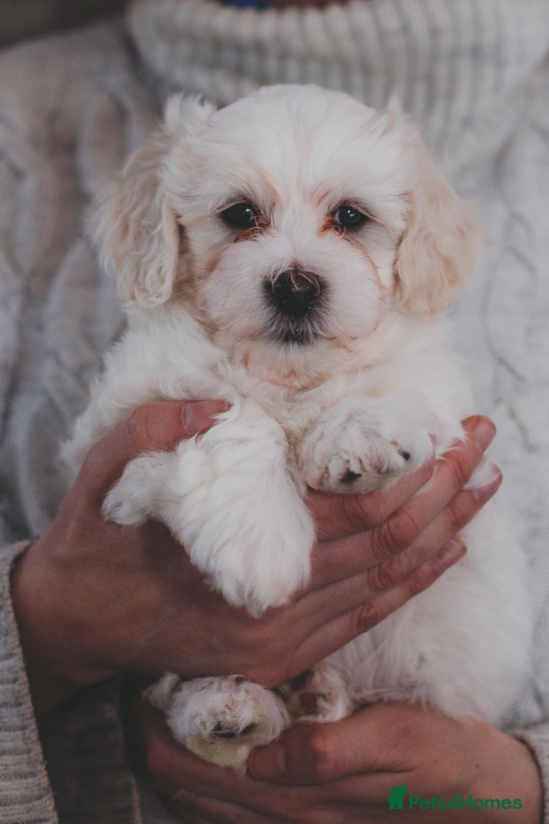 Maltipoo dogs for sale: Five Generation KC tested lineage Maltipoos - Advert 2