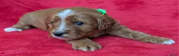 Cavapoo dogs for sale: Adorable Cavapoo Puppies From Licensed Breeder - Advert 16