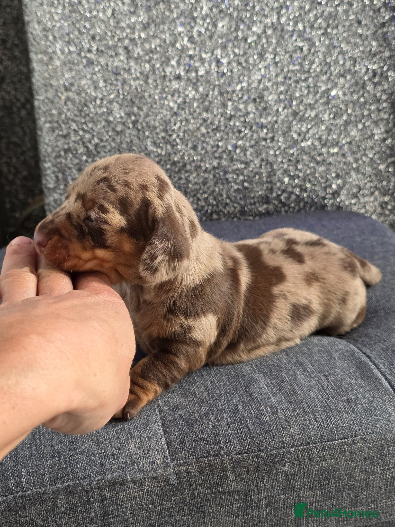 Miniature Dachshund dogs Miniature Dachshund  - Advert 1