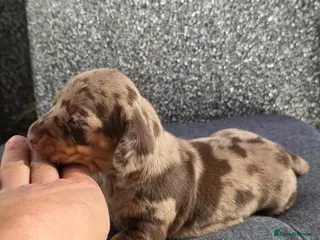 Miniature Dachshund dogs Miniature Dachshund - Advert 1