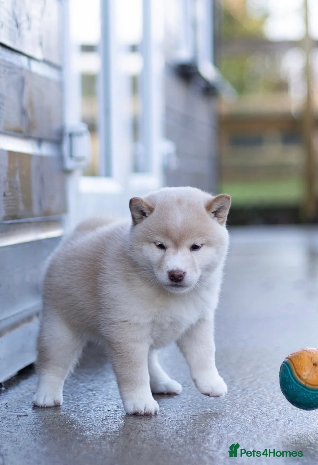 Japanese Shiba Inu dogs for sale: ❤️ Fall in Love with a Shiba Girl — Reduced Price - Advert 7