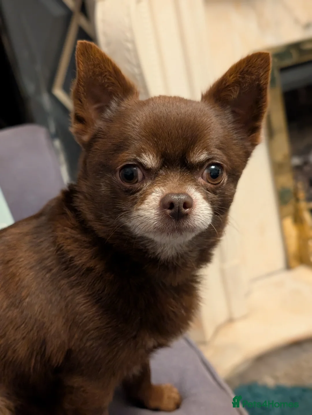 Chihuahua dogs for stud: FREDERICK VON LOVEHUNTER KC Champion heritage Stud - Advert 2