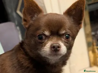 Chihuahua dogs FREDERICK VON LOVEHUNTER KC Champion heritage Stud - Advert 11