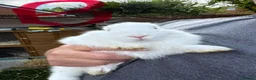 Mixed Breed rabbits for sale: Angora/Lop beautiful rabbits. Ready I a week - Advert 6
