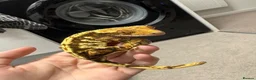 Gecko reptiles for sale: Female Crested Gecko for sale  - Advert 2
